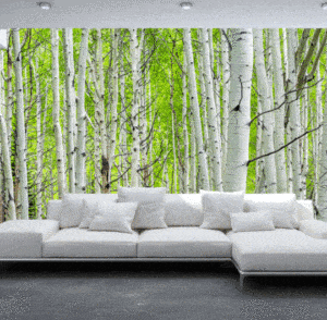 Birchwood wallpaper and wall murals for sale in South Africa. Wallpaper and wall mural online store with a huge range for sale.