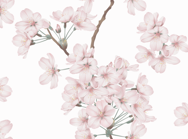 Lydia Wallpaper - Lydia Wallpaper brings delicate cherry blossoms to life with soft, watercolor-inspired blooms in dreamy