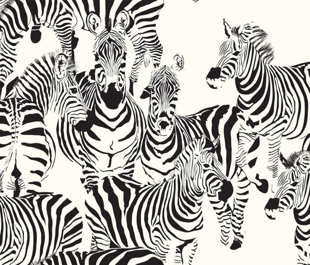 Mural of a herd of zebra looking inquisitively at you. Wallpaper sold by Wallpaper Online Canada