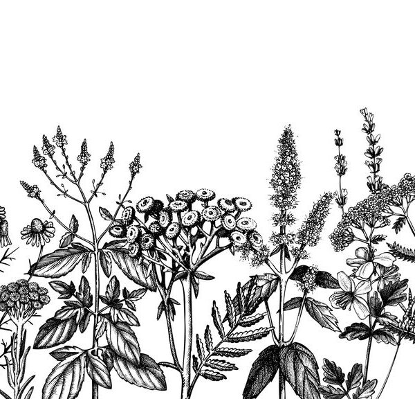 Mural Botanical Line