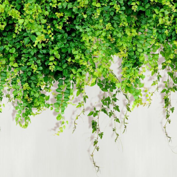 Mural Foliage Review