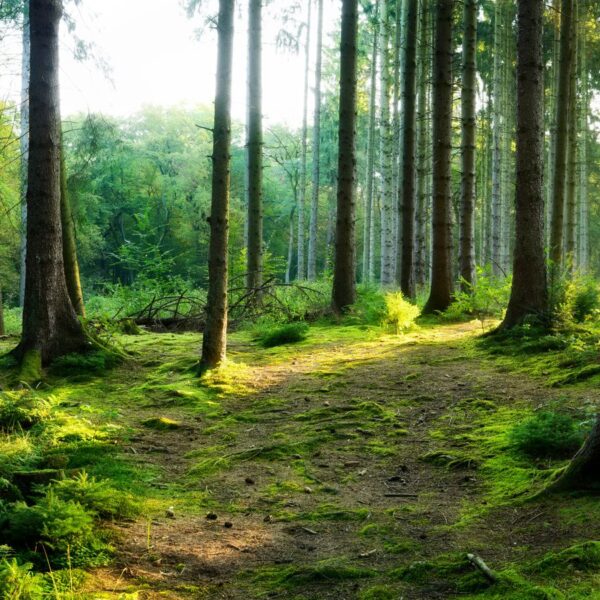 Mural Forest Floor