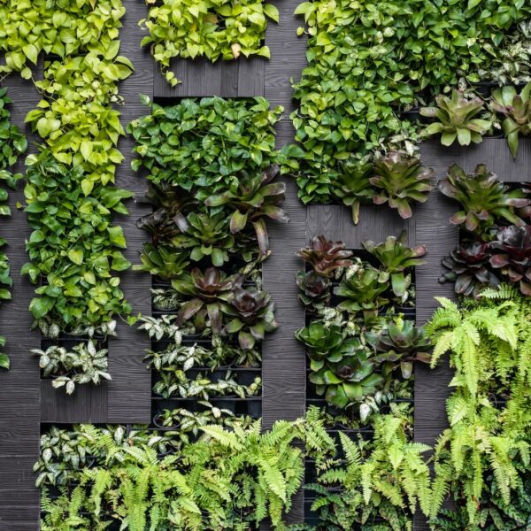 Mural Plant Maze