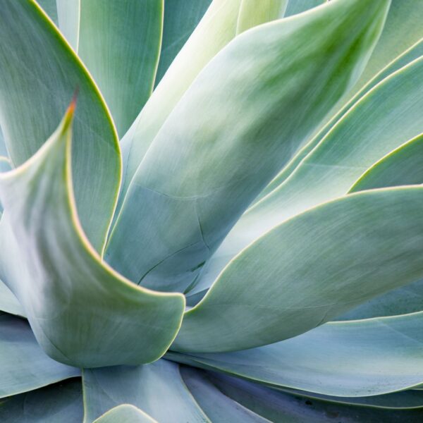 Mural Succulent Serenity